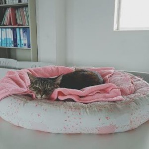 ネスティン7