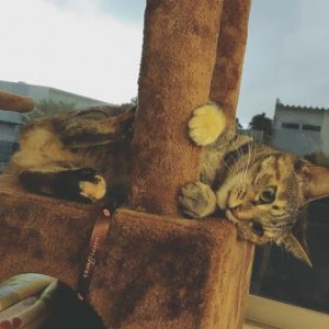 ネスティン